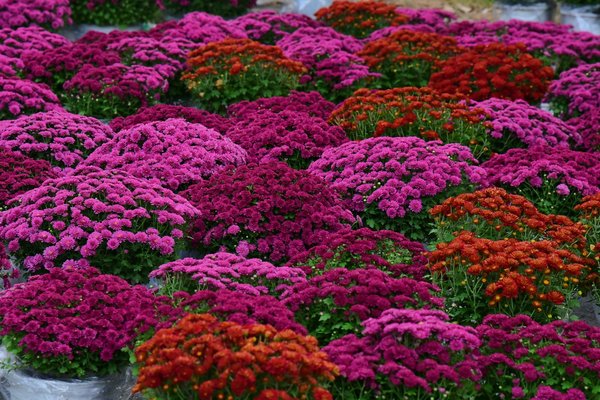 What Factors Drive the Price Trends in the UK Real Estate Market?